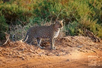 Levhart skvrnity - Panthera pardus - Leopard s9846